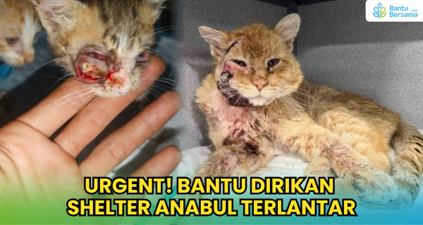 URGENT! Bantu Dirikan Shelter Anabul
